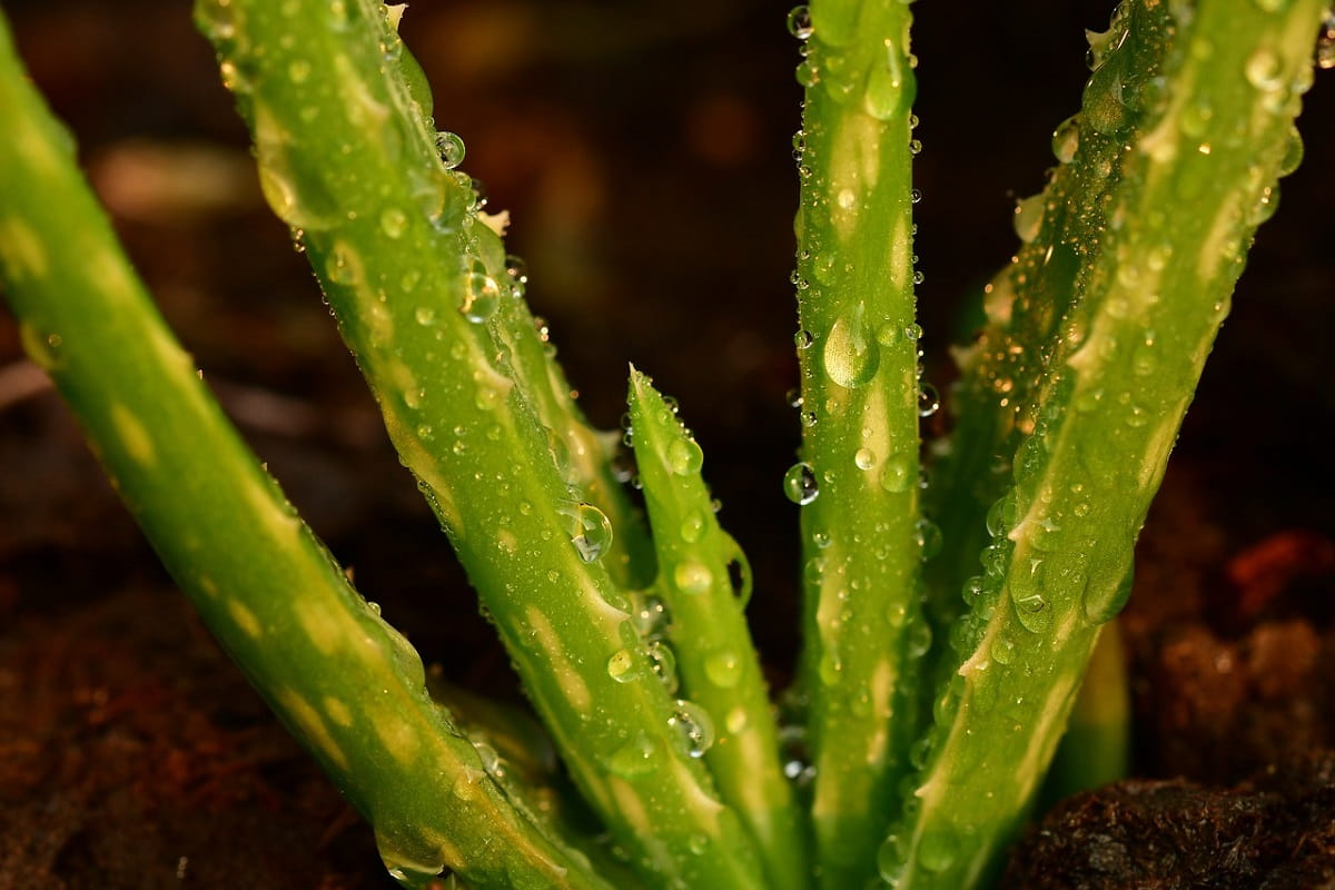 succo aloe vera